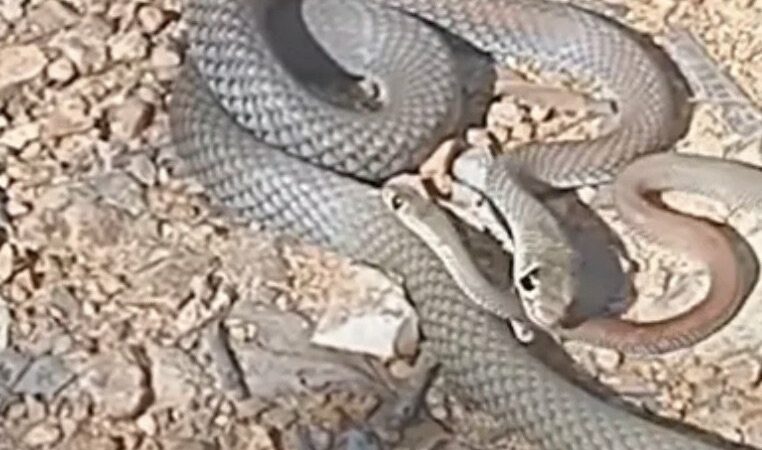 Hiker Stumbles Across Rare Snake Cannibalism in Progress