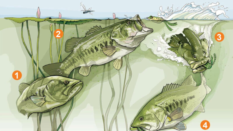 How to Catch Bass on Frog Baits