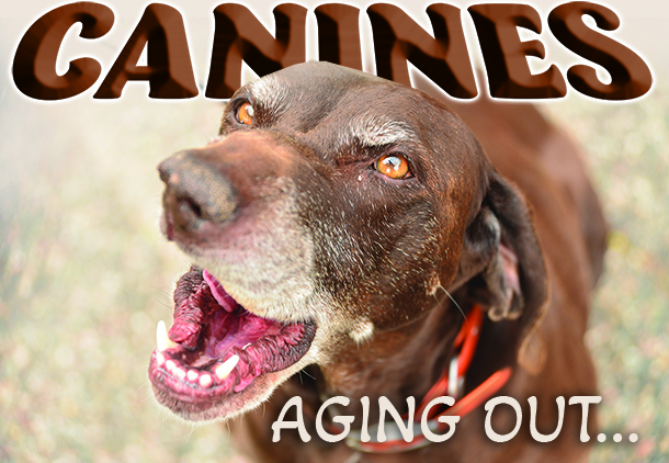 How to keep an elderly sporting dog going well into the golden years – Outdoor News