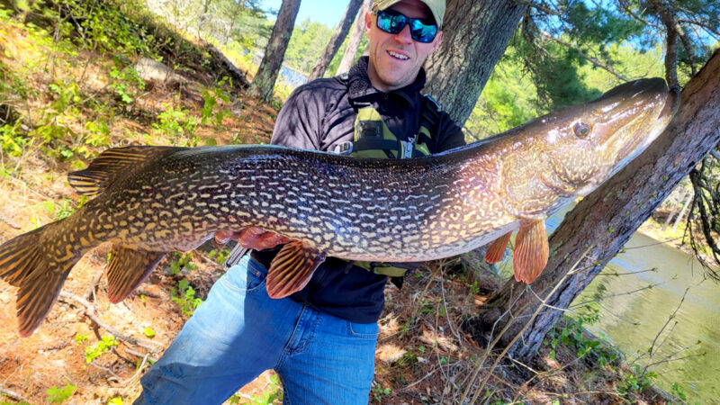 Huge Pike Caught in Boundary Waters Would Have Broken Minnesota’s State Record, Except for One Technicality