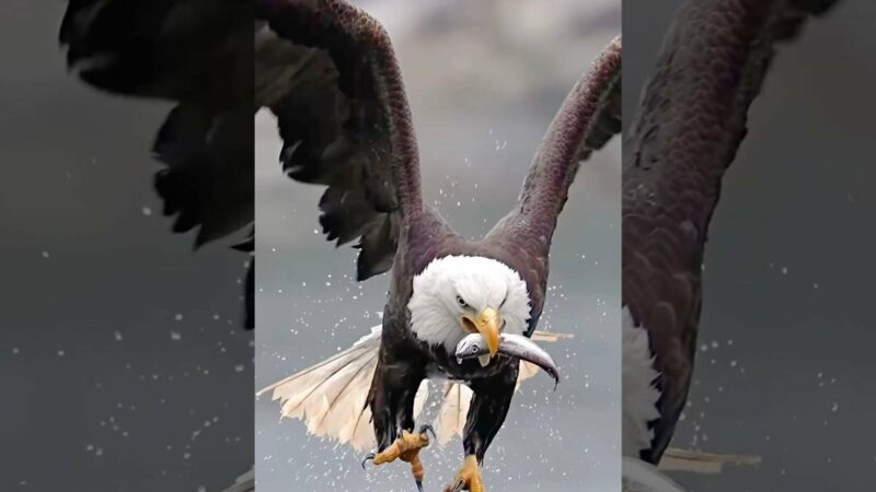 Incredible Slow-Motion Video of Bald Eagle on the Hunt Is Going Viral