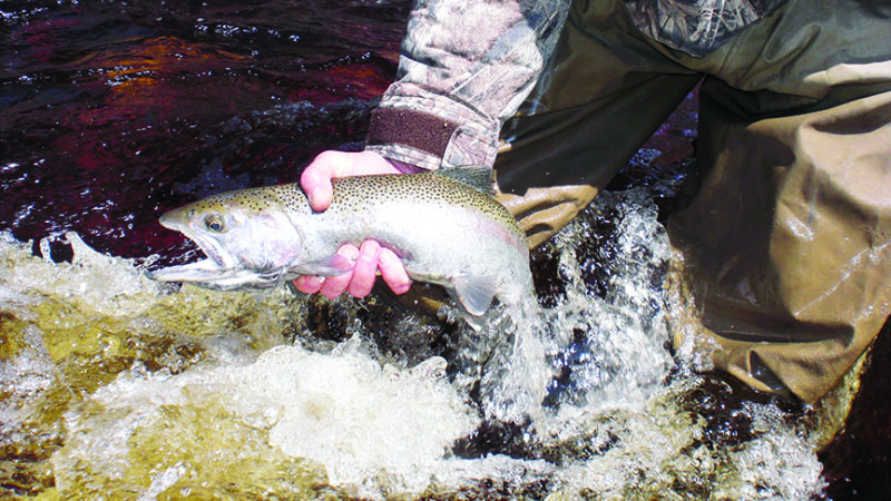 Interested in Ohio’s fall steelhead fishing? Here are some of the state’s best access points – Outdoor News