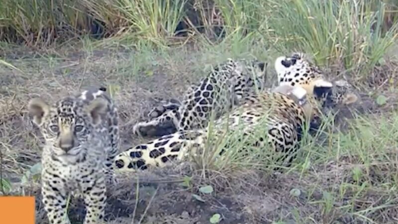 Jaguar Cubs Wrestle and Play in Trail-Cam Footage From Argentina