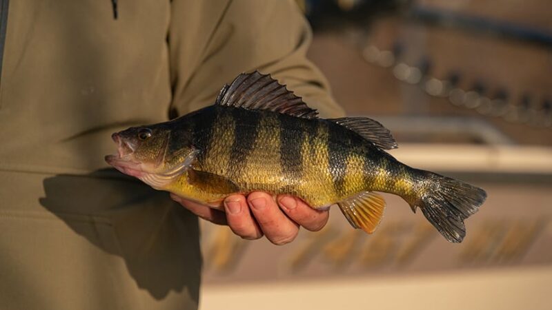 Jeffrey Frischkorn: From my first fish, a love affair with catching yellow perch has never faded – Outdoor News