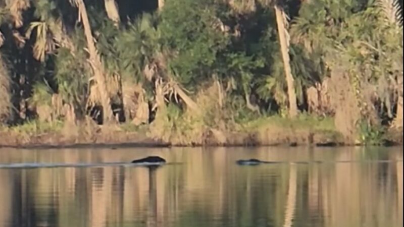Kayaker Films Black Bear Facing Off Against Alligators in a River