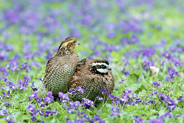 Les Winkeler: Sights and sounds of an Illinois quail a pleasant distraction – Outdoor News