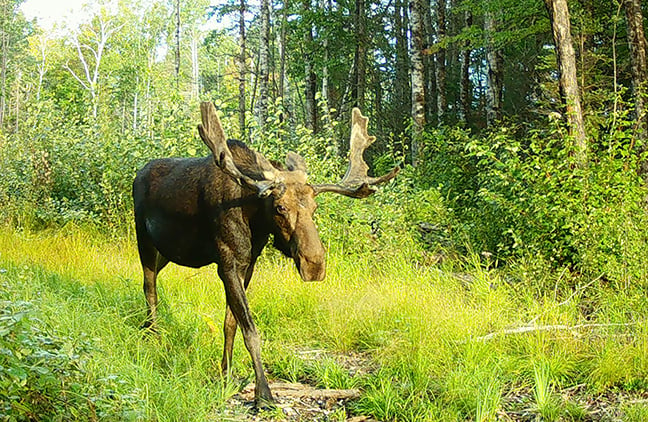 Limited viewings? Patience is key when trying to witness a Michigan moose – Outdoor News