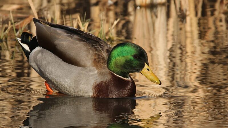 Mallard numbers dropping in Great Lakes Region, research suggests farm-raised birds could be partly to blame – Outdoor News