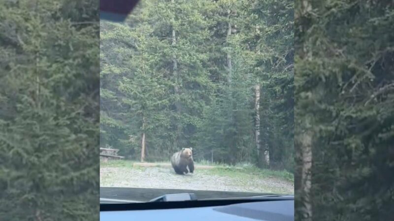 Man Accidentally Ends up in the Middle of a Grizzly-Moose Chase