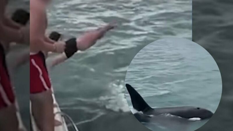 Man Tries to Body Slam an Orca, Gets Fined for ‘Stupid Behavior’