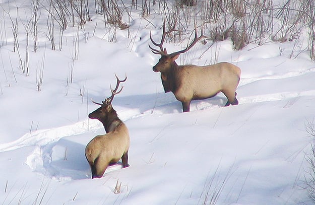 Minnesota DNR, Fond du Lac Band reflect on elk law that limits how big herd can grow – Outdoor News