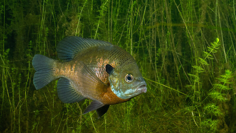 MN Daily Update: Catch big bluegills on deep weedlines – Outdoor News