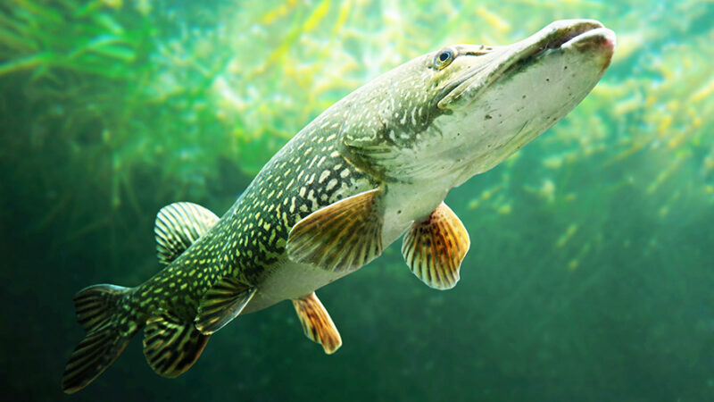 MN Daily Update: Keep pike from breaking your line while walleye fishing – Outdoor News
