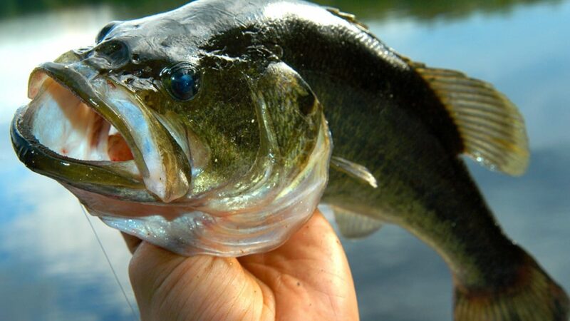MN Daily Update: Should you fish for bedding bass? – Outdoor News