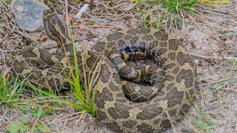 MN Daily Update: Why do snakes shed their skin? – Outdoor News