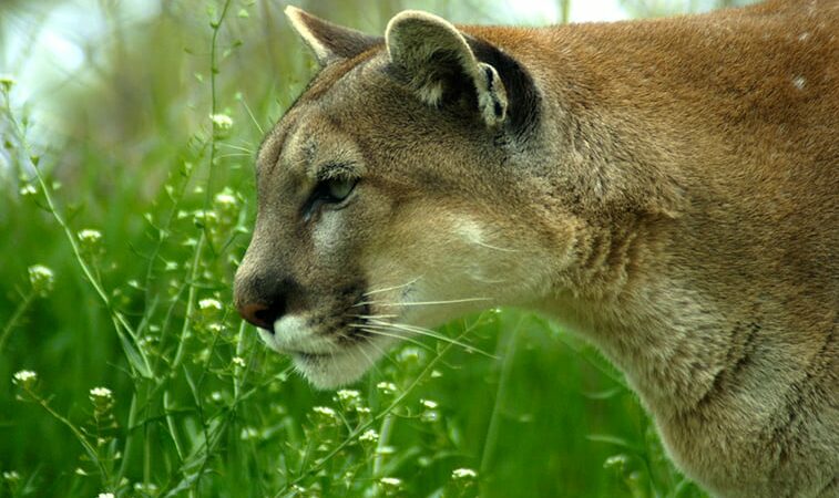 Mountain lion considered threat to the public killed from Scottsbluff, Neb., subdivision – Outdoor News