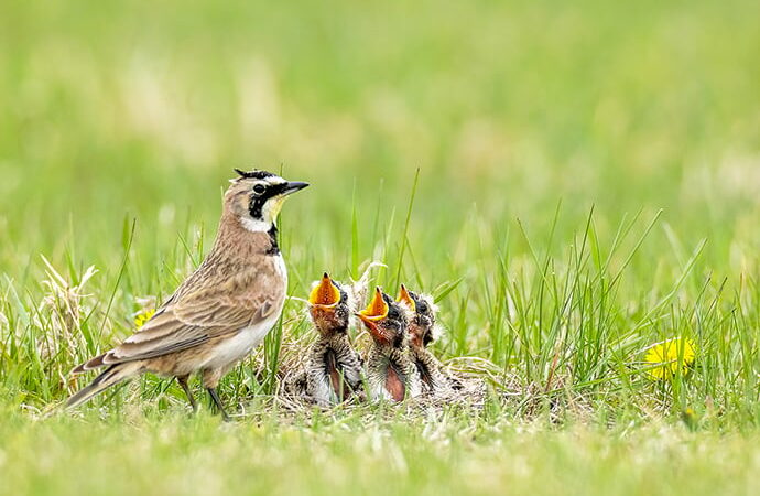 Nature Smart: A lark that wears horns – Outdoor News