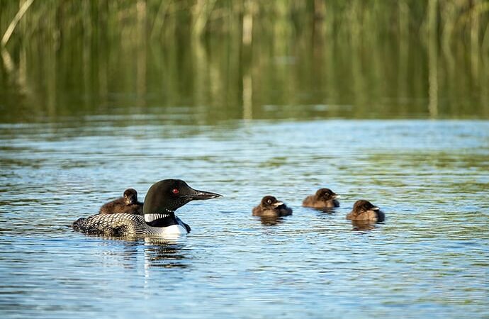 Nature Smart: One big, and extremely rare, brood of loons – Outdoor News