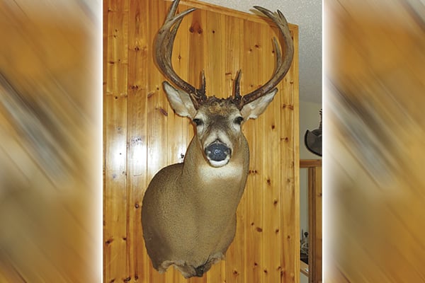 New laws in Minnesota aim to ease burden on imports for deer hunters, taxidermists – Outdoor News