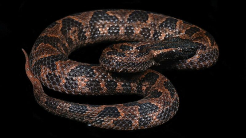 Newly Discovered Venomous Snake Inflates Itself to Appear Scarier