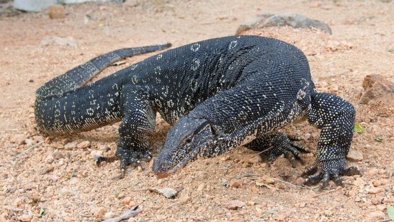 ‘Nope, Stay in the Car’: Mom and Daughter Spot Massive Invasive Lizard