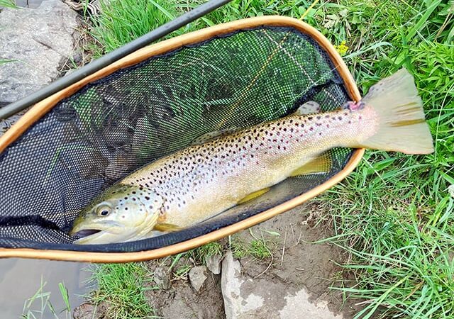 Oak Duke: Despite high waters, it’s been a memorable spring on New York trout streams – Outdoor News