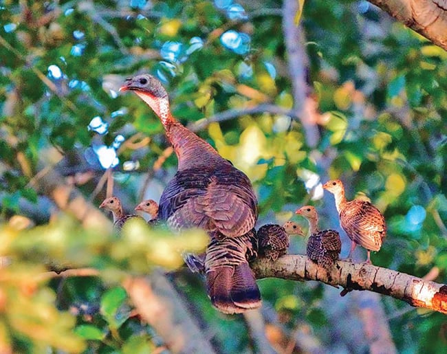 Ohio Insider Conducting an autopsy of the state’s 2024 spring turkey