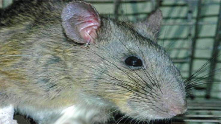 Pennsylvania Game Commission joins forces to repopulate Allegheny woodrats in the wild – Outdoor News