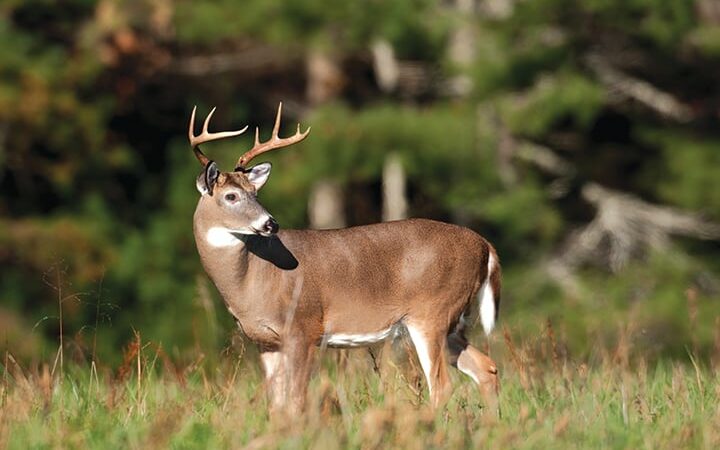 Pennsylvania Game Commission updates CWD data after Armstrong County detection – Outdoor News