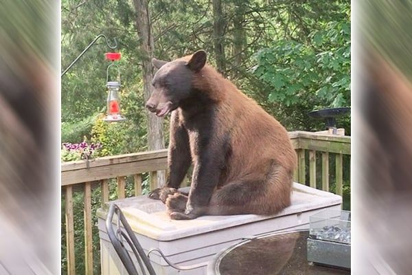 Ralph Loos: It’s now illegal to “interact” with bears in Illinois as they continue to make appearances in the state – Outdoor News