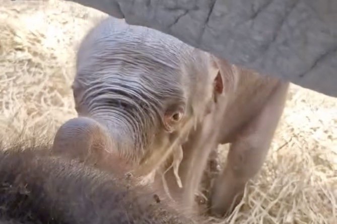 Rare Elephant Twins Born in Thailand; Mom Tries to Trample One