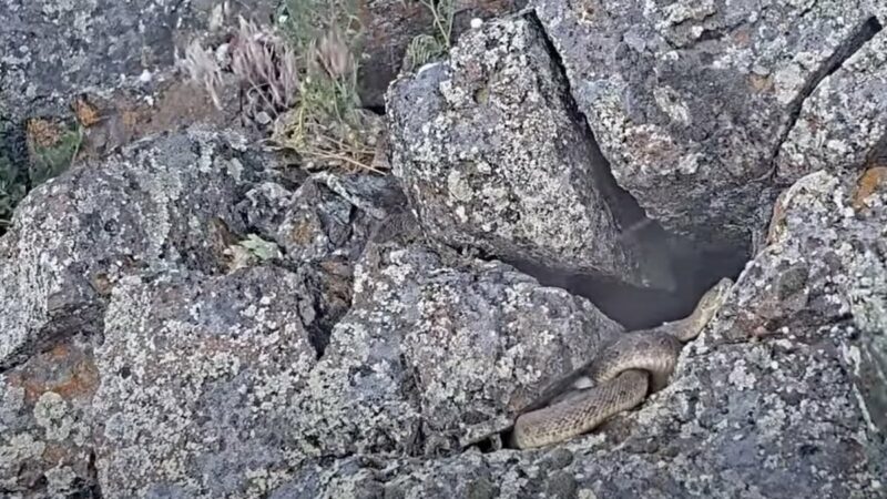 Rattlesnakes in a Hail Storm? Watch it Go Down on a Trail Cam