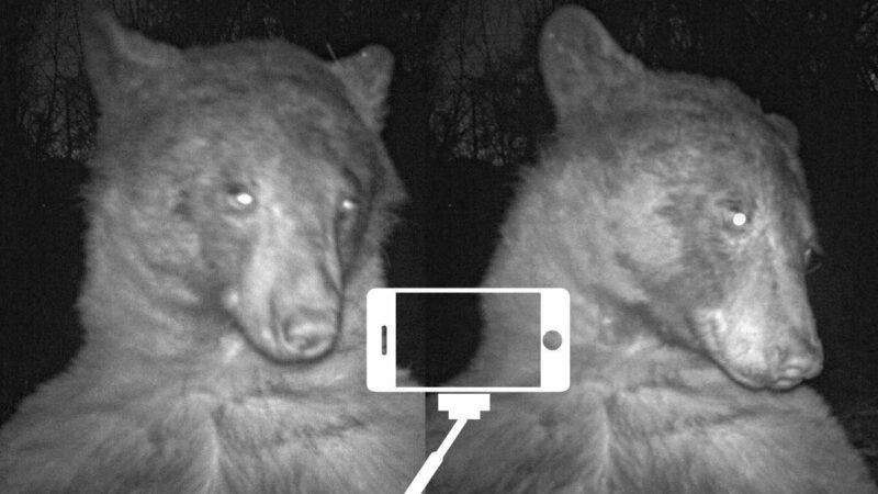 Remember When This Colorado Bear Took 400 Trail-Cam Selfies?