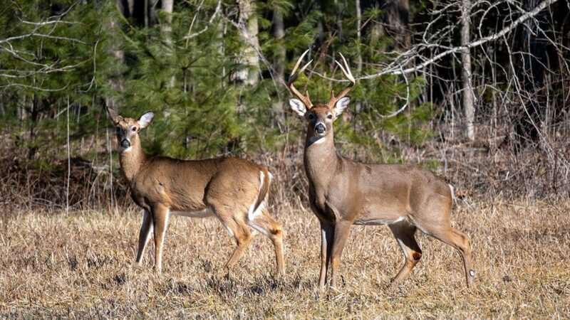 Reports from Northern Wisconsin counties show disparity between deer harvested from private land versus public is growing – Outdoor News