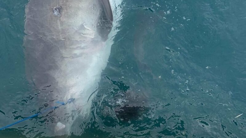 Researchers Baffled After Tiger Shark Barfs up Entire Echidna