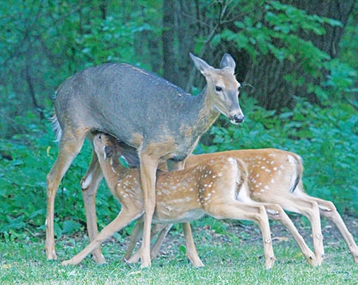 Ryan Rothstein: The fascinating way weather patterns, precipitation impact deer herds – Outdoor News