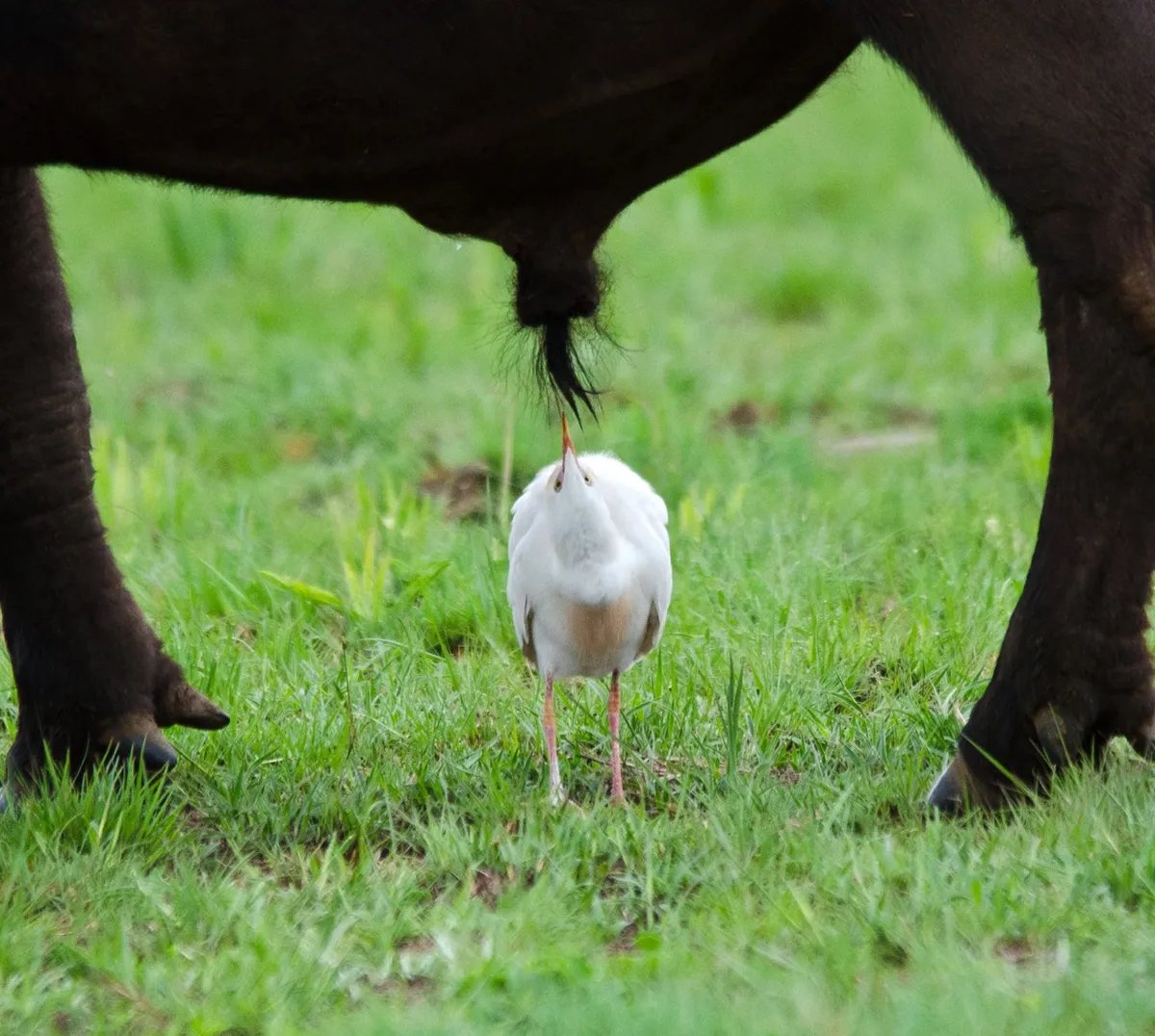 Comedy Wildlife Photography Awards 2024