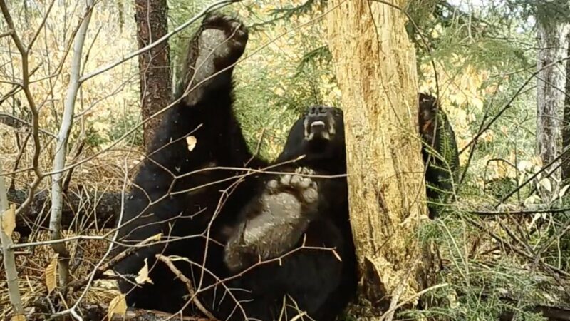 Sound On: Black Bear Farts and Immediately Falls Asleep