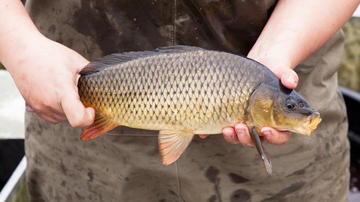 Steve Sarley: The common carp certainly has its place among the fun to be had fishing – Outdoor News