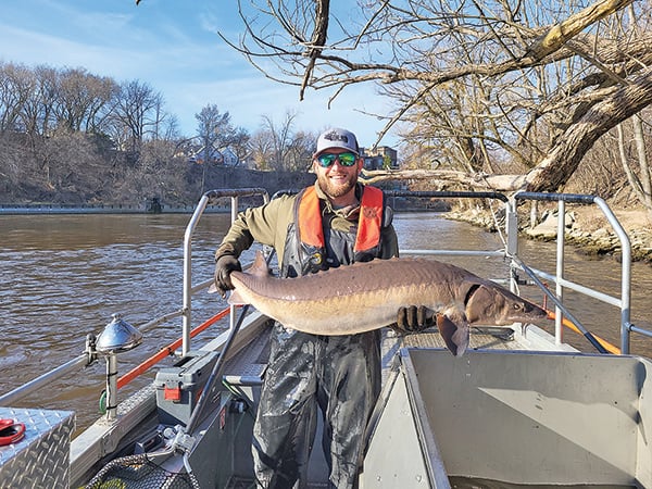Sturgeon running up the Milwaukee River in Wisconsin, but no spawning fish discovered yet – Outdoor News