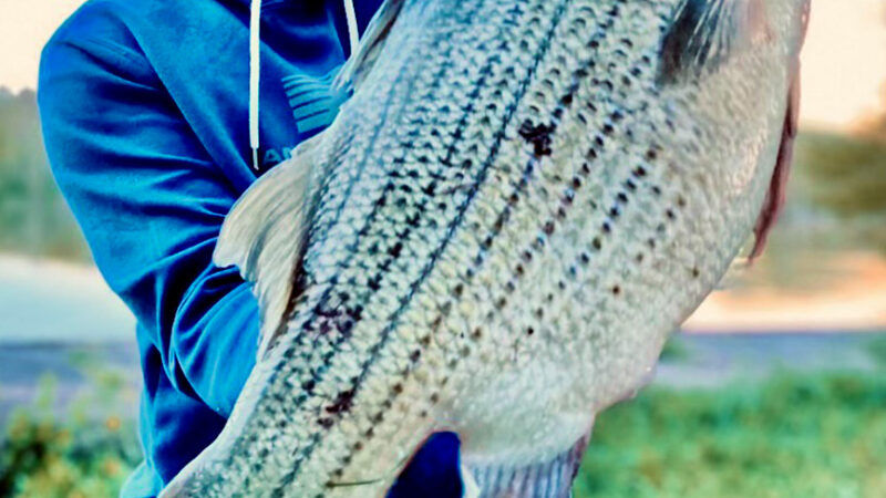 ‘Super-Size’ Hybrid Striper Caught on a Crankbait Breaks Ohio Record