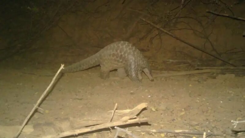 Surprising ‘Rediscovery’: Rare Giant Pangolin Caught on Trail Cam