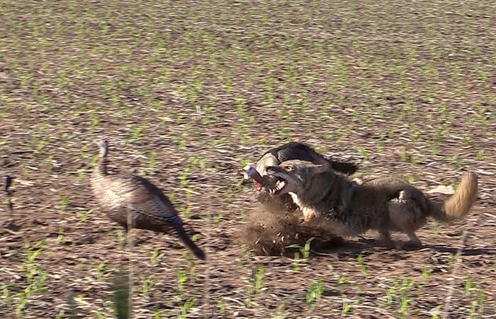 Tales of when predators attack…turkey decoys – Outdoor News