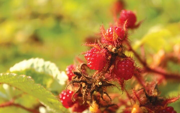 Tasty wineberries in Maryland offer invasive species management lesson – Outdoor News