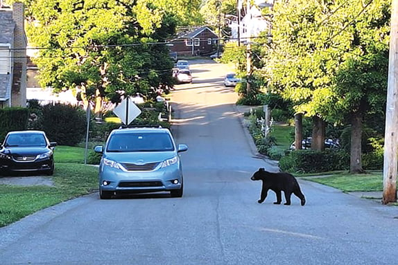 Thanks to cameras, Pittsburgh residents seeing bears – Outdoor News