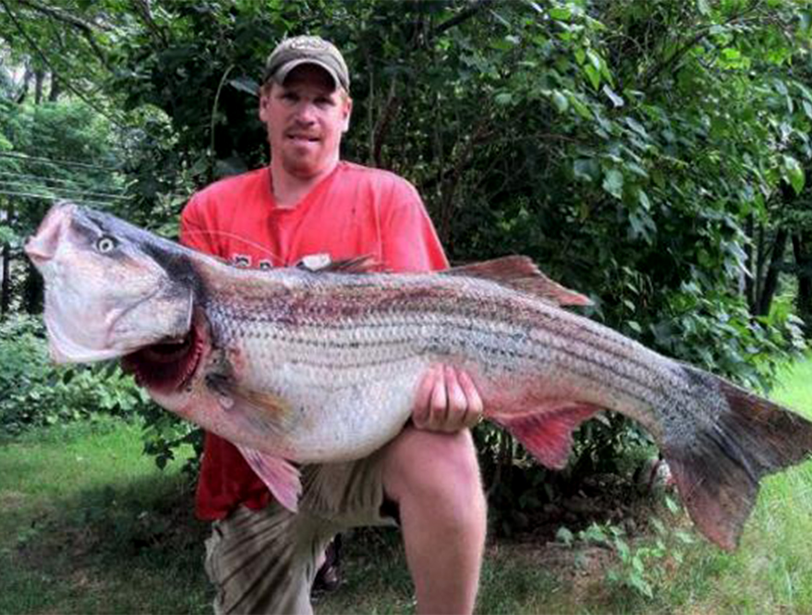 A Connecticut fisherman with a world-record striped bass.