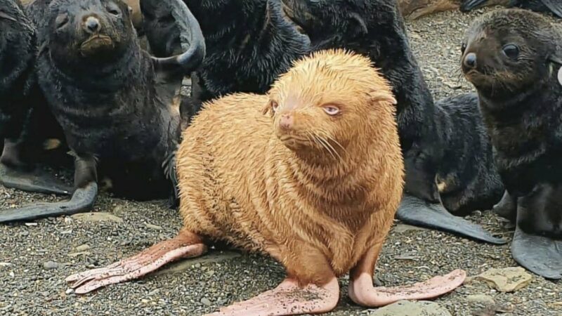 The Internet Is Very Worried About This Albino Fur Seal Pup