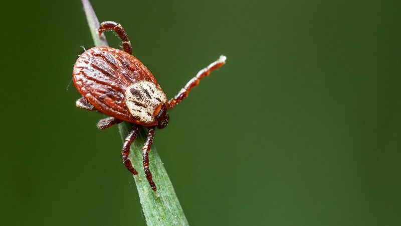 There’s a New Tick in Town, Plus How to Be Tick Safe This Summer