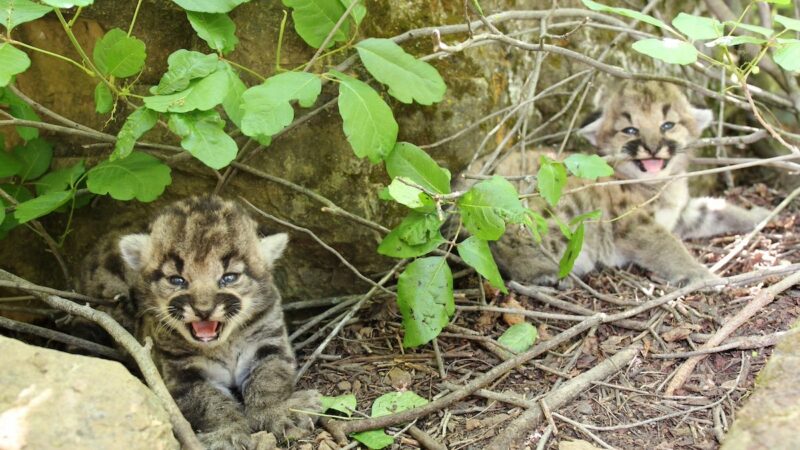 These Adorable Mountain Lion Kittens Will Make Your Day