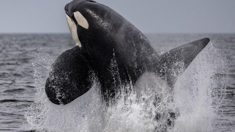 Top Predator Turned Prey: Orcas Are Hunting Down More Large Sharks